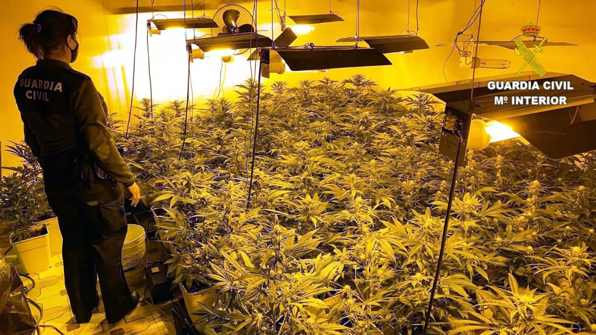 Plantación de marihuana desmantelada en León