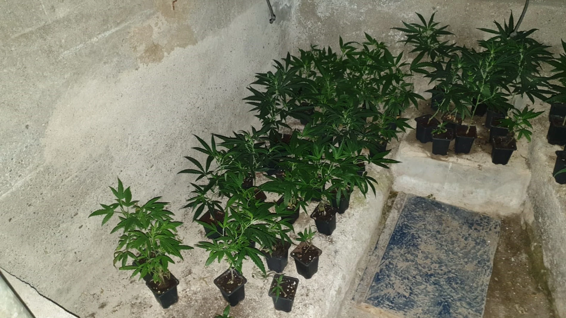 Algunas de las plantas de marihuana localizadas por los Mossos d'Esquadra, la Guardia Civil y la Policía Nacional durante el operativo 'Delos'.MOSSOS D'ESQUADRA