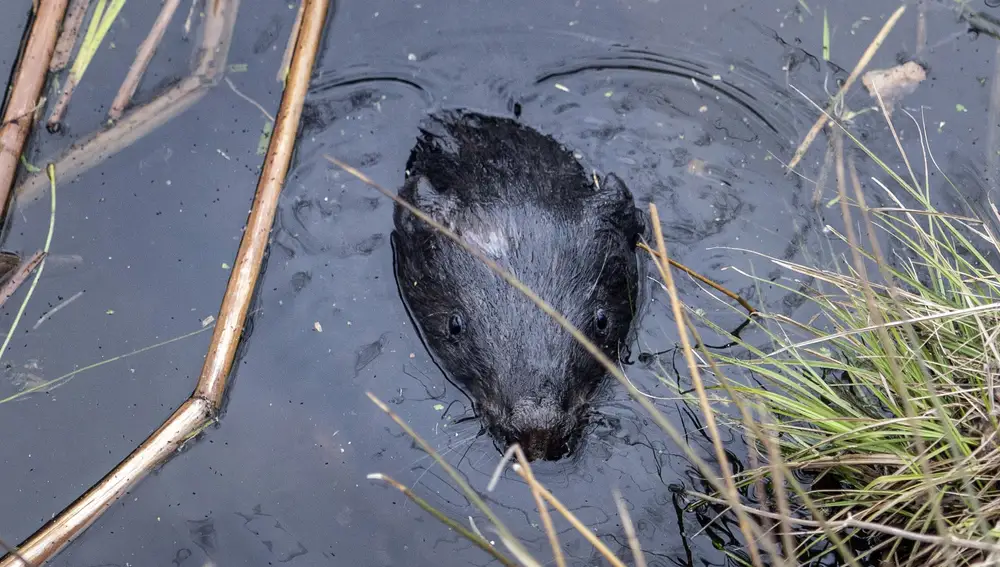 Uno de los castores que liberó el biólogo Denis Vishnevskiy, es visto en un río en un bosque en la zona de exclusión de Chernóbil, Ucrania, el martes 13 de abril de 2021.