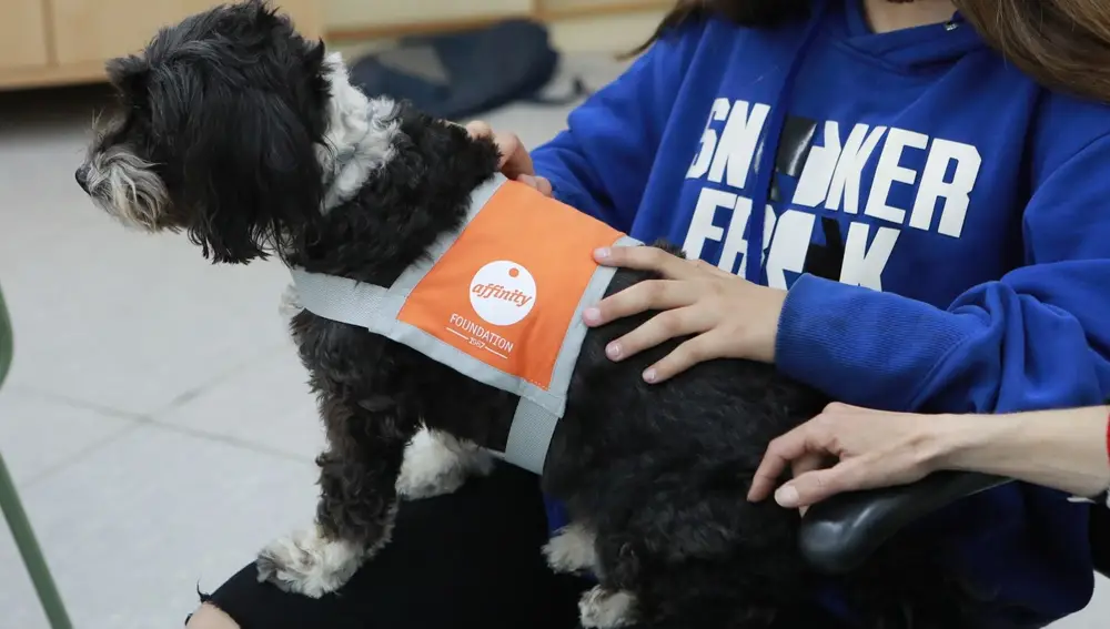 El hecho de tocar e interactuar con los perros permite a los menores y sus padres que participan en la terapia estar calmados y relajados