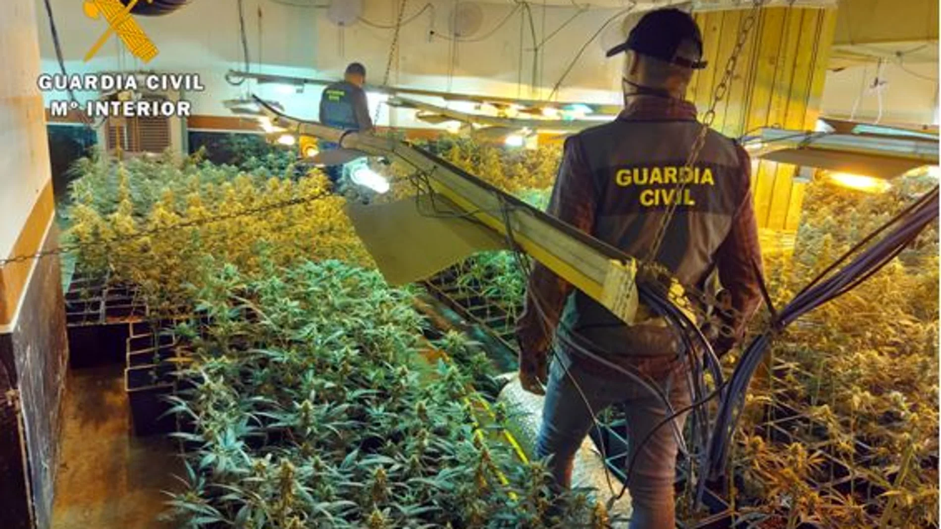 La Guardia Civil ha desmantelado una plantación de marihuana en el interior de una vivienda en Traspinedo (Valladolid)