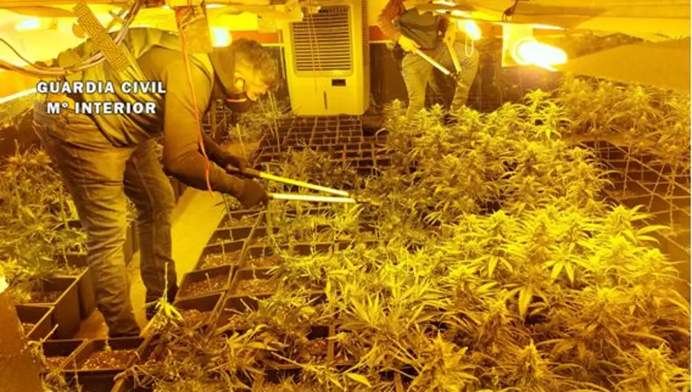 La Guardia Civil ha desmantelado una plantación de marihuana en el interior de una vivienda en Traspinedo (Valladolid)