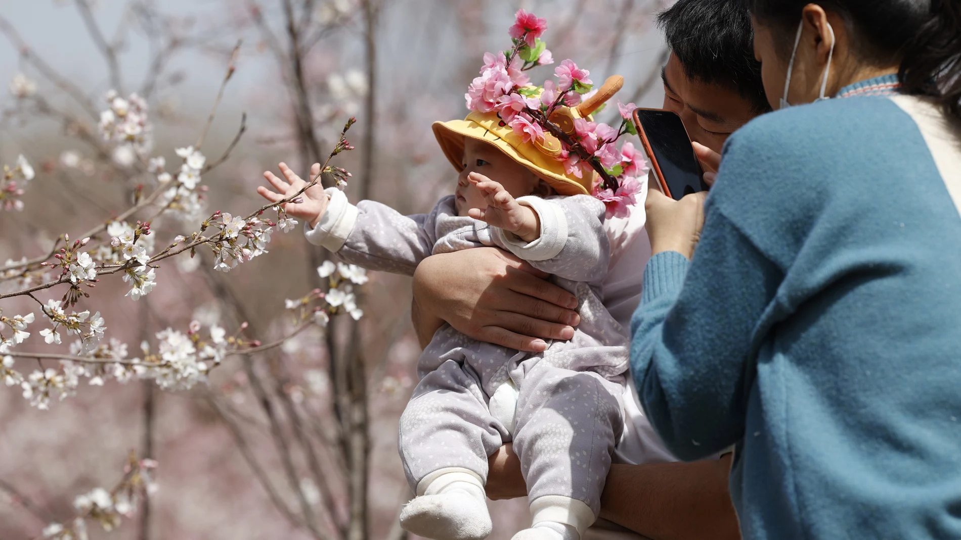 A man holds a child for photos near a cherry blossom tree in Beijing on Wednesday, March 24, 2021. China's population grew last year, the government said Thursday, April 29, 2021 following a news report a once-a-decade census might have found a decline, possibly adding to downward pressure on economic growth. (AP Photo/Ng Han Guan)