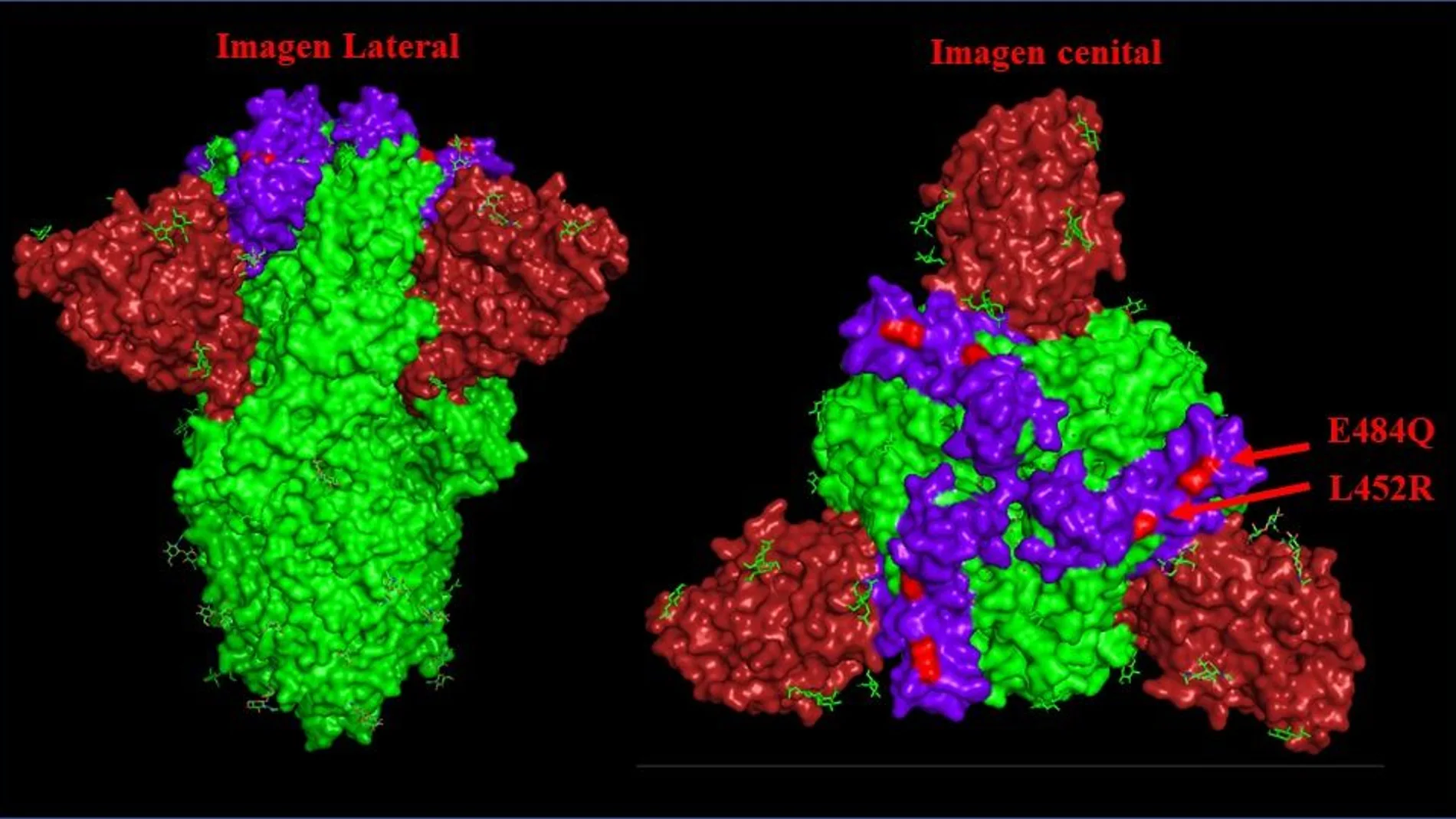Estructura en 3D de la proteína «S». En rojo, los lugares en donde la variante india ha introducido cambios respecto al virus original: la E484Q y la L452R