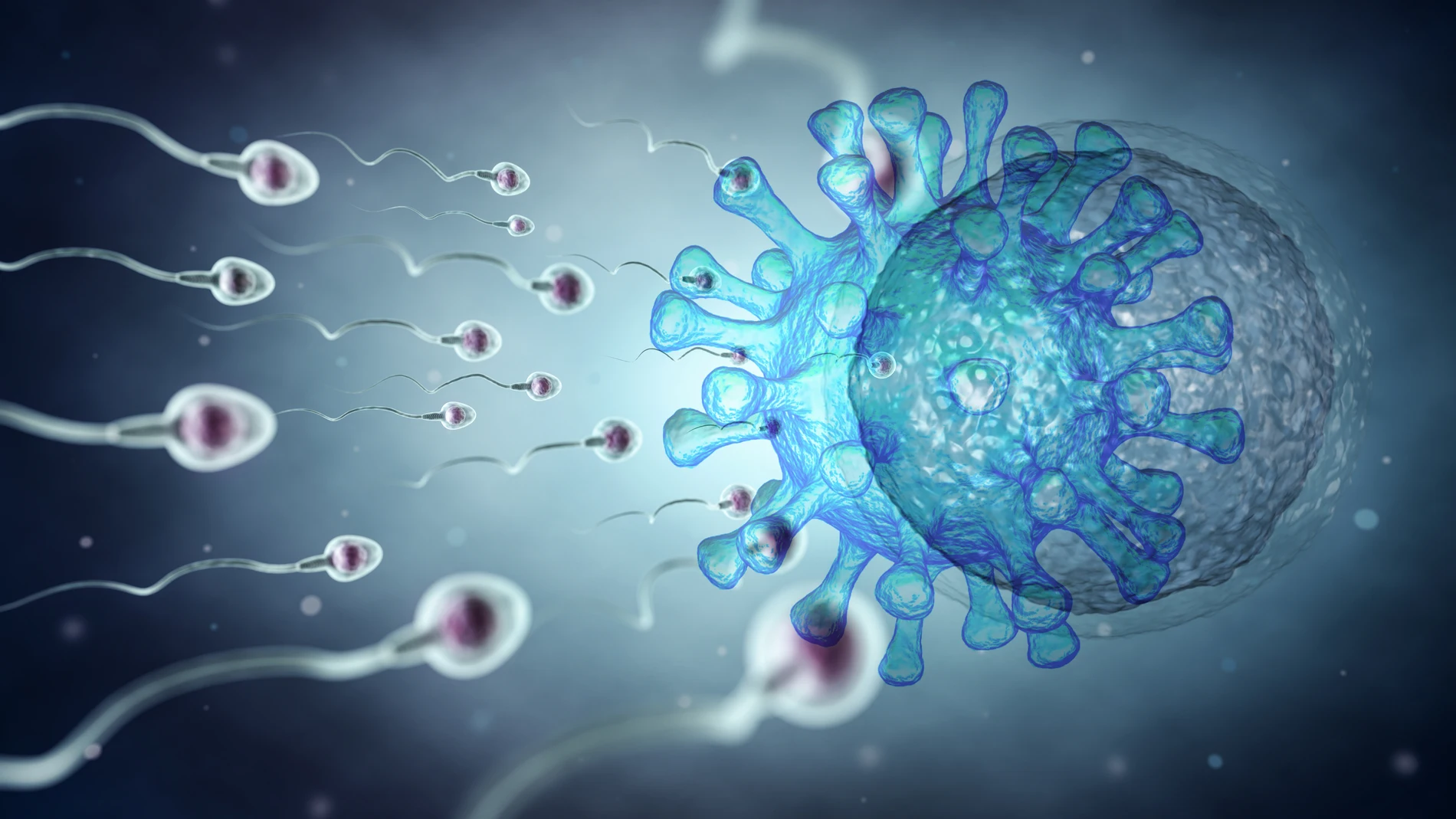 La Covid-19 puede afectar temporalmente a la fertilidad