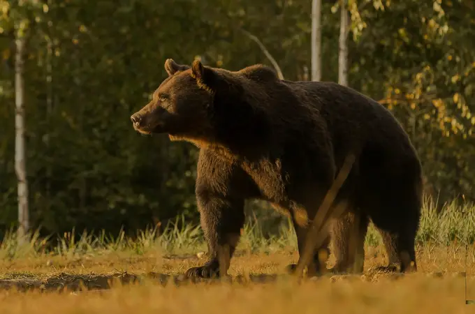 Rescatan a un hombre que aguantó el acoso de un oso grizzly durante una semana en Alaska