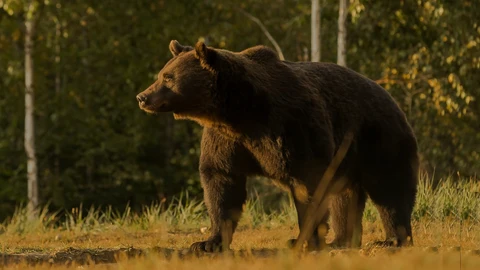 El príncipe de Liechtenstein y el gran oso rumano