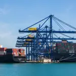 El tráfico de buques en el Puerto de Valencia puede ser el origen de esta especie invasora