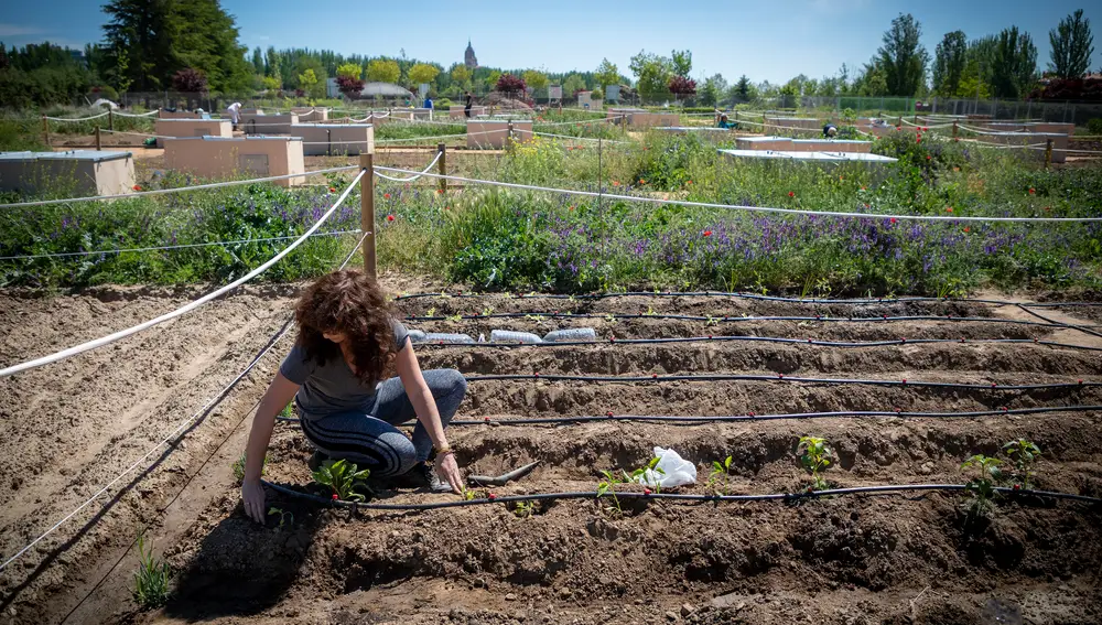 Salamanca integra los huertos urbanos en los corredores verdes junto al Tormes