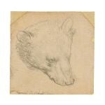 "Head of a bear", dibujo de Leonardo da Vinci