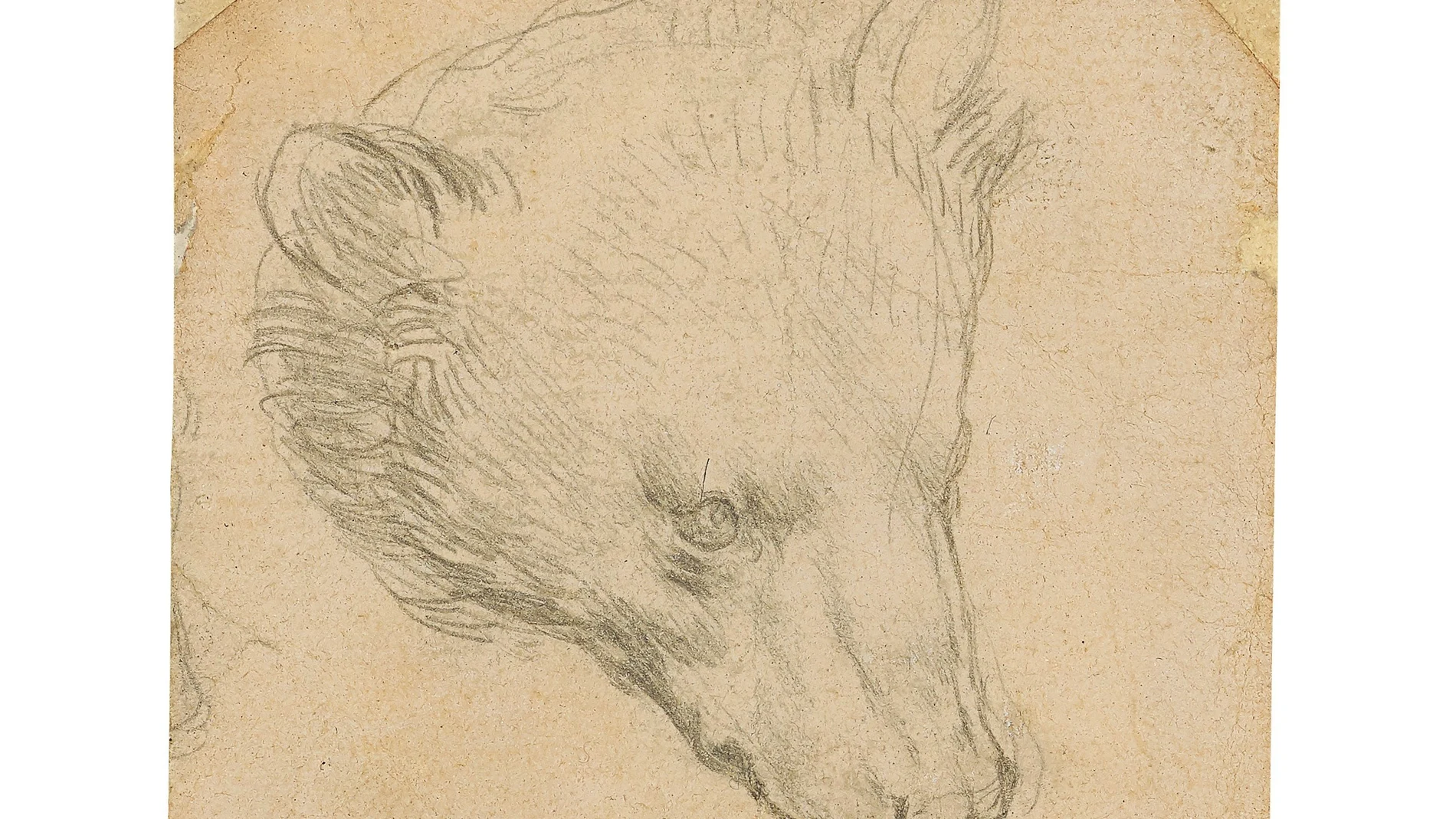 "Head of a bear", dibujo de Leonardo da Vinci