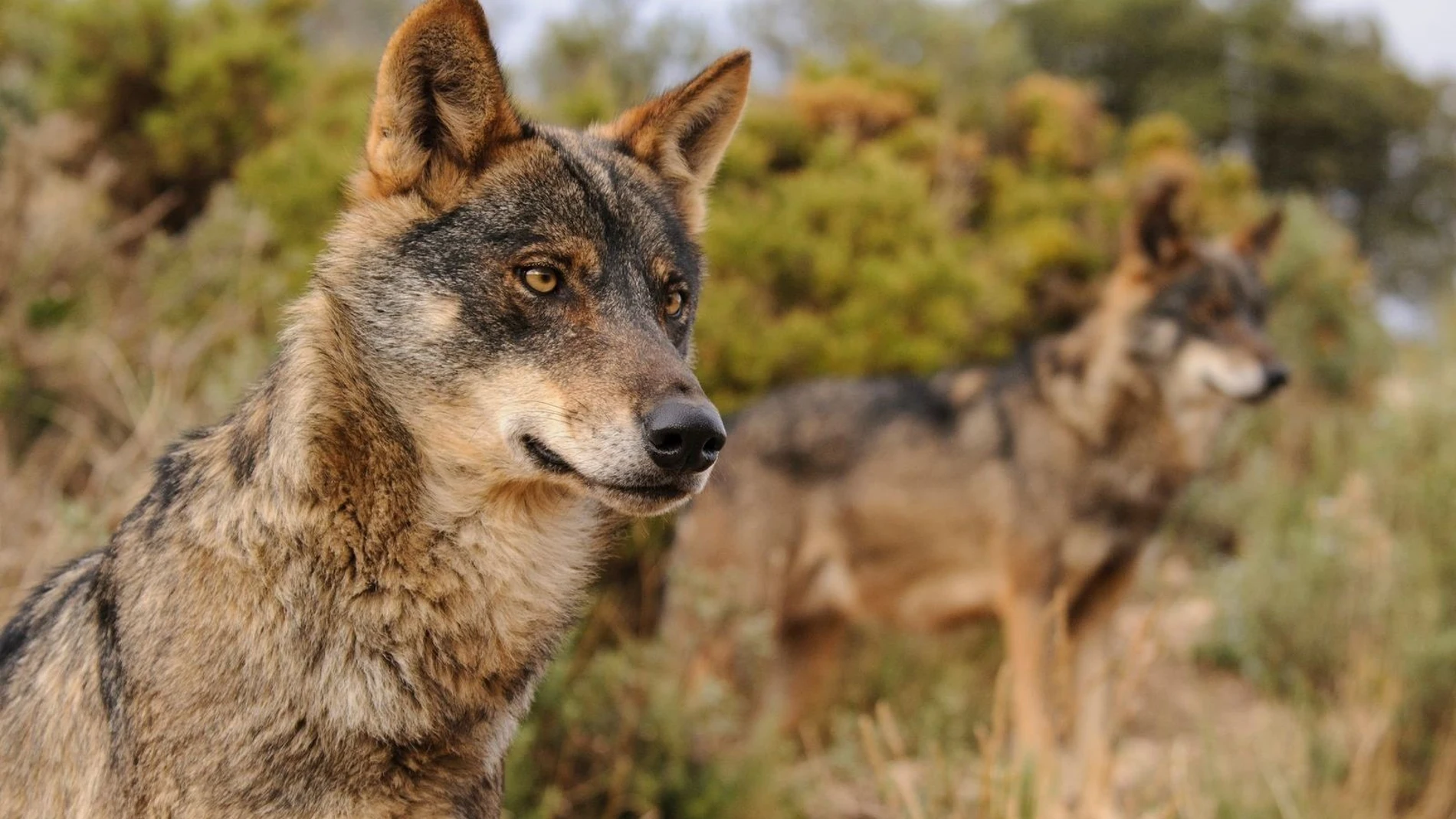 La falta de lobos podría debilitar a los grandes herbívoros