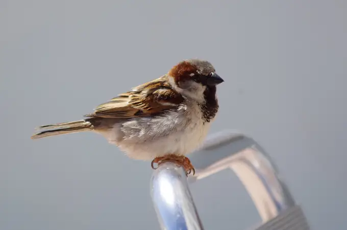 Qué hacer si encuentro un pájaro caído del nido: alimentación, consejos y cuidados