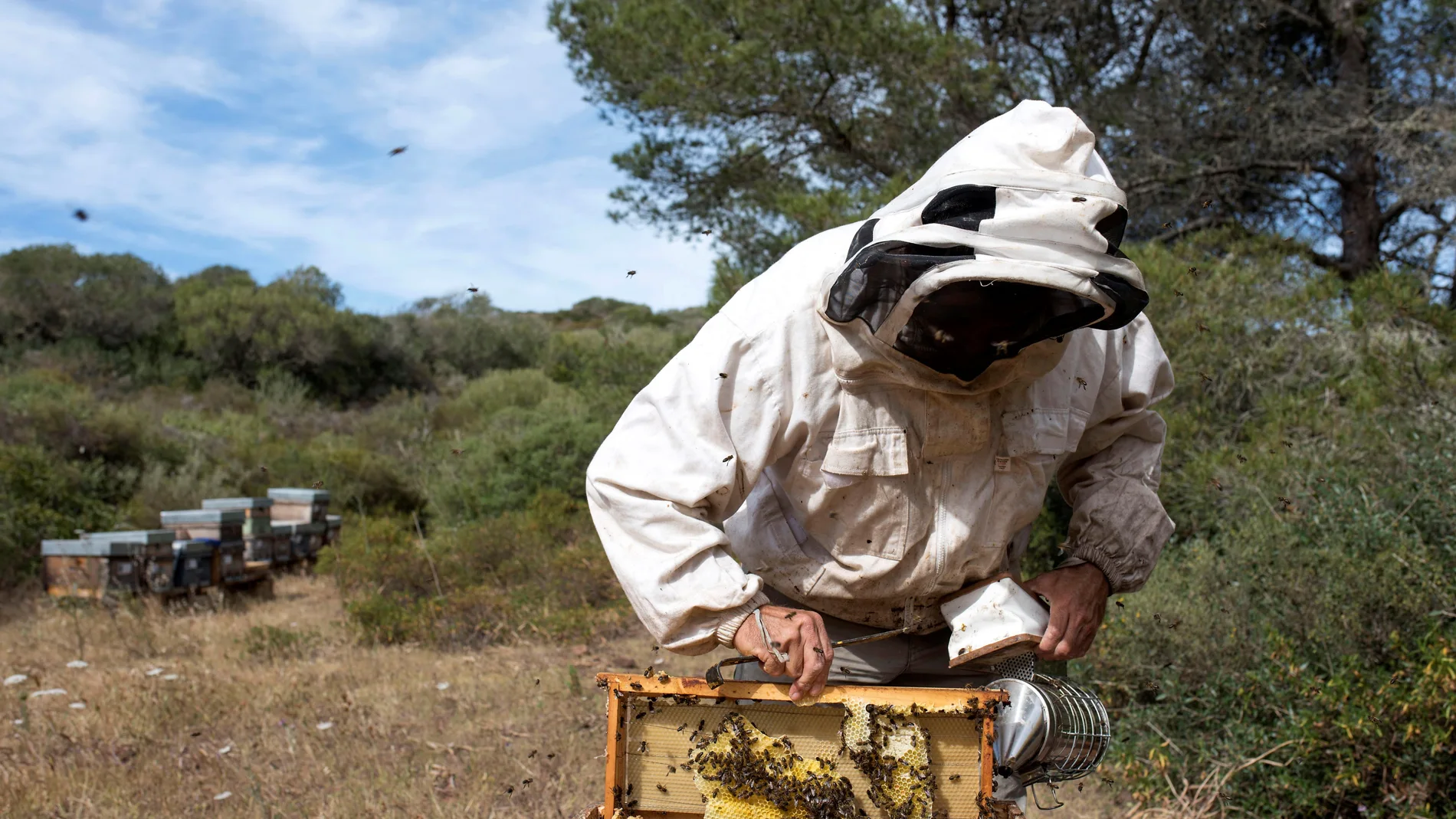 Un apicultor recogiendo miel