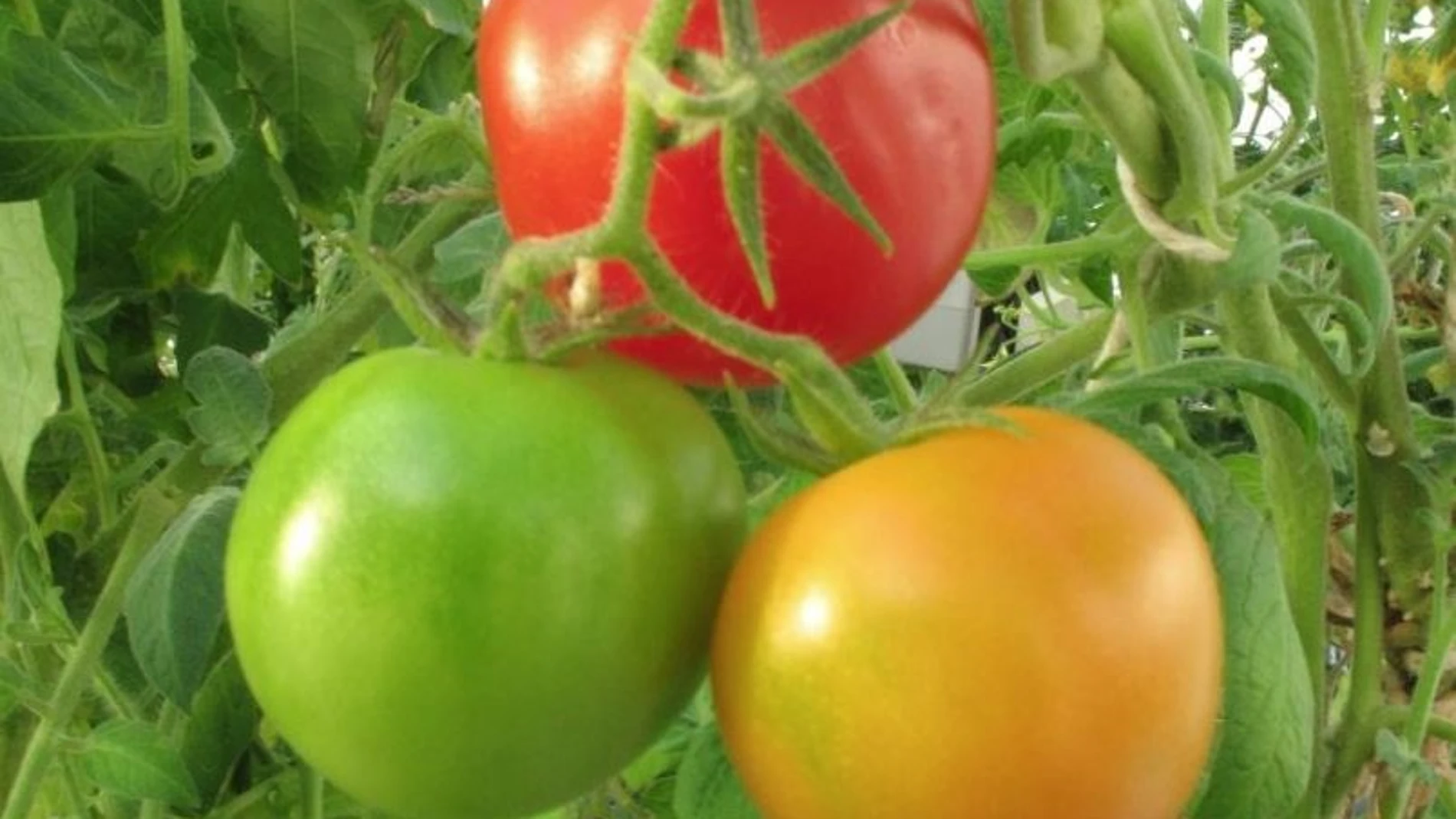 Los tomates envían señales al resto de la planta