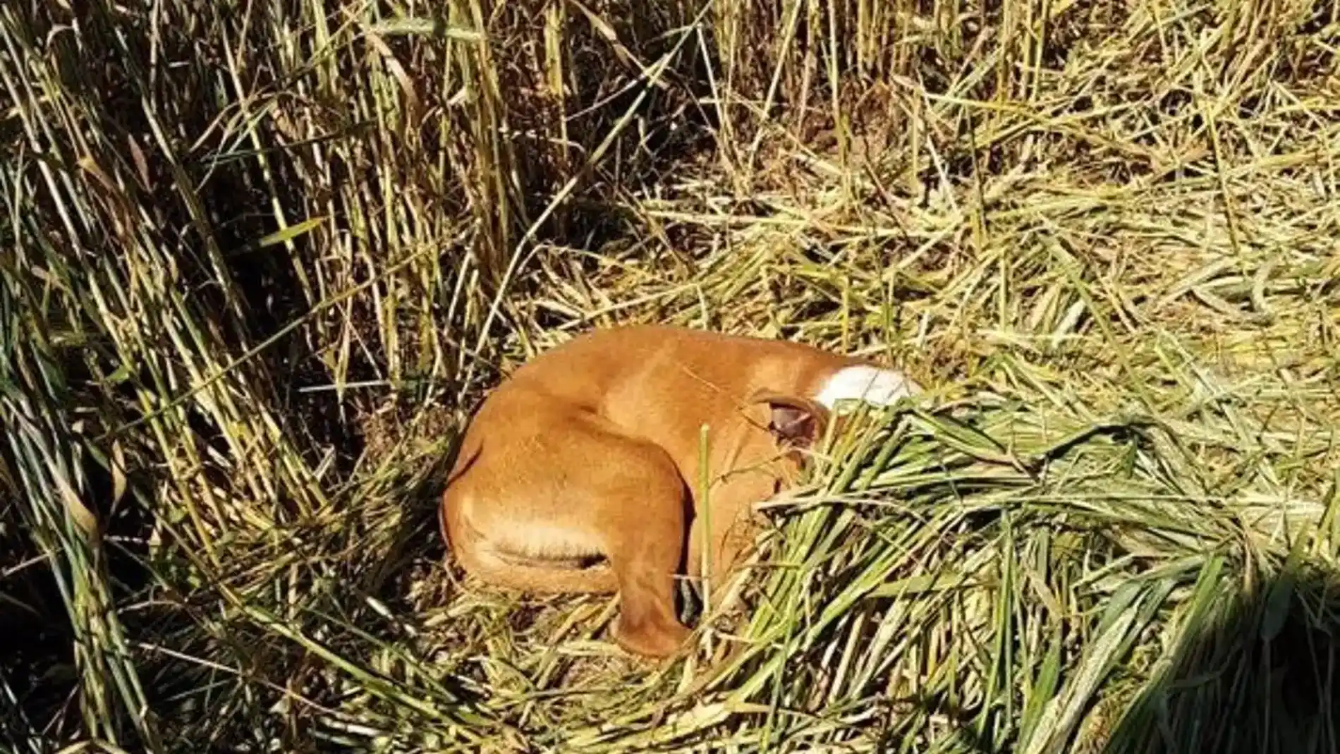 Perro salvado por la Policía de Fuenlabrada