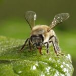 Una abeja africanizada se posa sobre una hoja el 18 de mayo de 2021, en San José (Costa Rica).