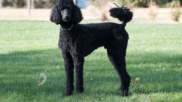 Un caniche gigante, primer positivo en España de la variante británica en un perro asintomático