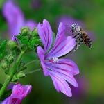 -FOTODELDÍA- EA3199. BUCAREST (RUMANÍA), 26/05/2021.- Una abeja poliniza una malva (Malva moschata) en el parque Tineretului, en Budapest (Rumanía). El 10% de las especies de abejas y mariposas en Europa está al borde de la extinción