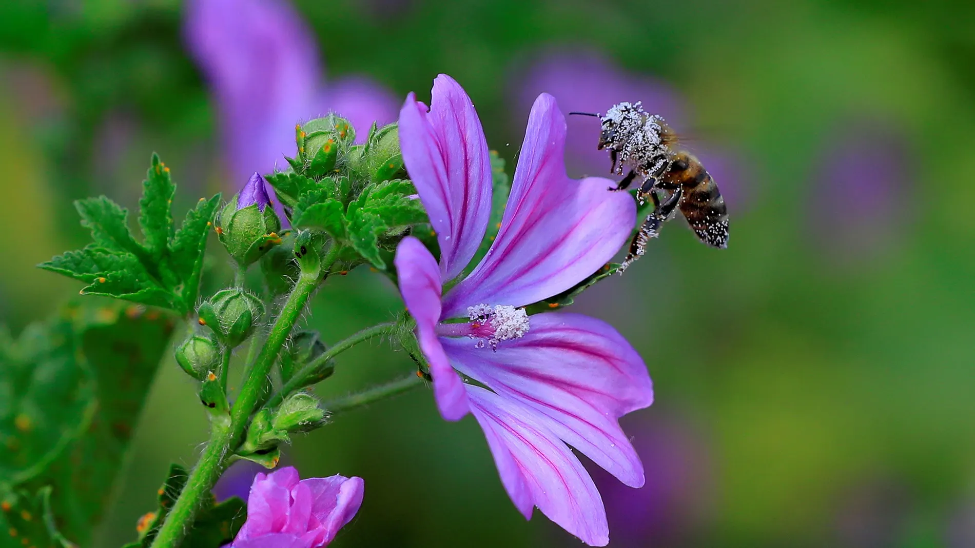 -FOTODELDÍA- EA3199. BUCAREST (RUMANÍA), 26/05/2021.- Una abeja poliniza una malva (Malva moschata) en el parque Tineretului, en Budapest (Rumanía). El 10% de las especies de abejas y mariposas en Europa está al borde de la extinción