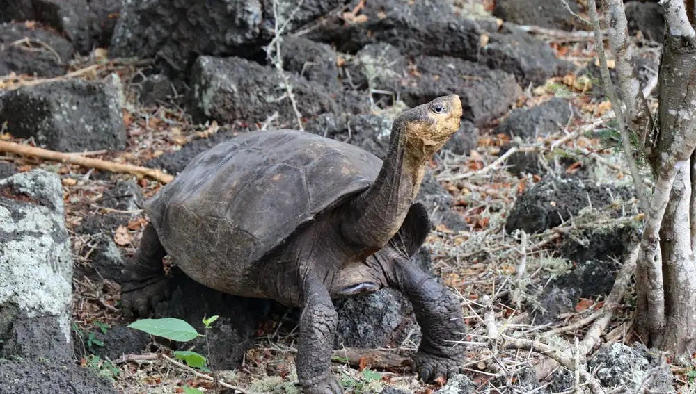 La Dirección del Parque Nacional Galápagos (PNG) anunció este martes el hallazgo de una tortuga que se creía extinguida hace más de cien años y que podría tener parientes en la Isla Fernandina