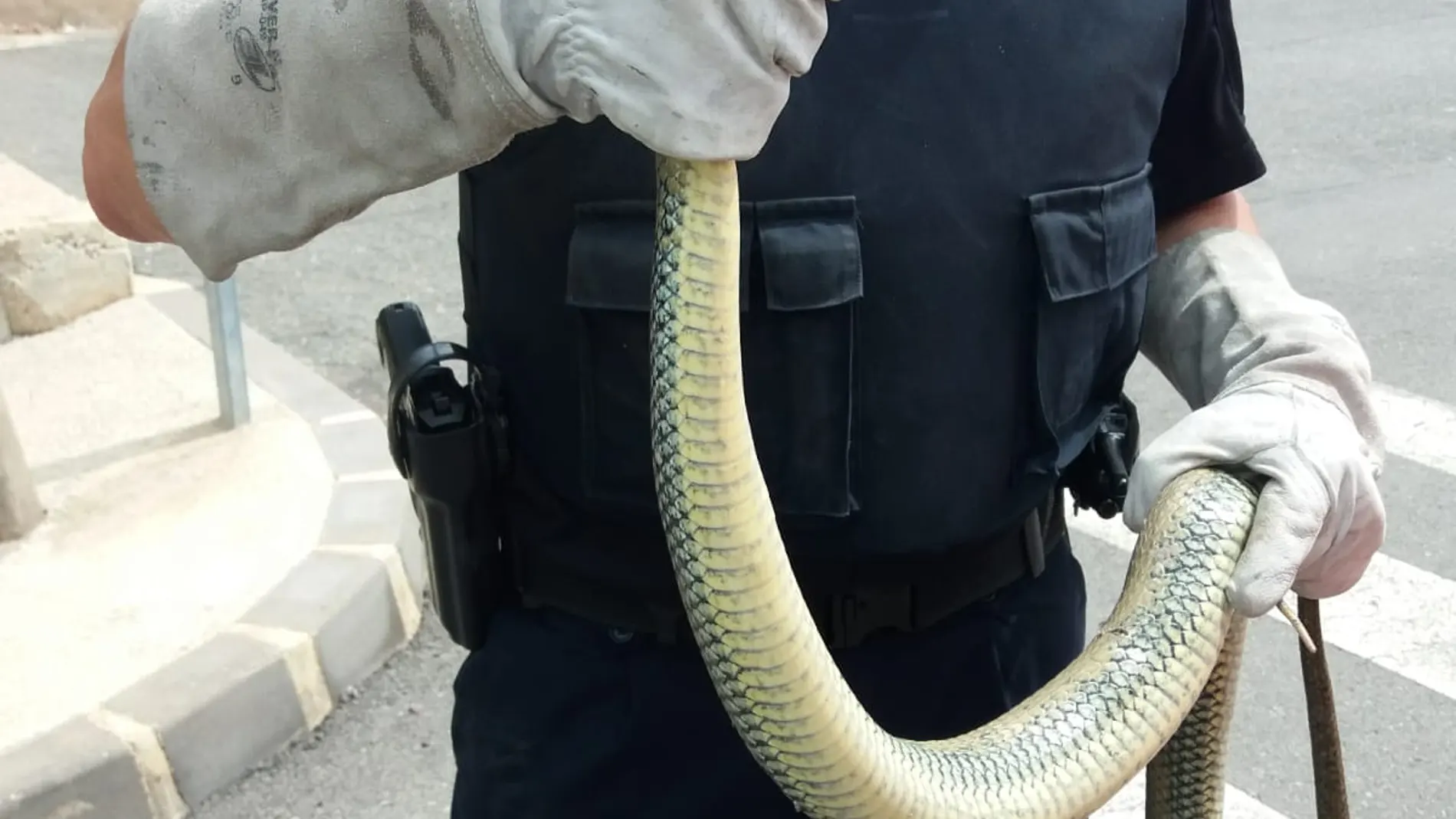 La Policía Local de Murcia capturó a la culebra y la llevó a un centro de recuperación de especies