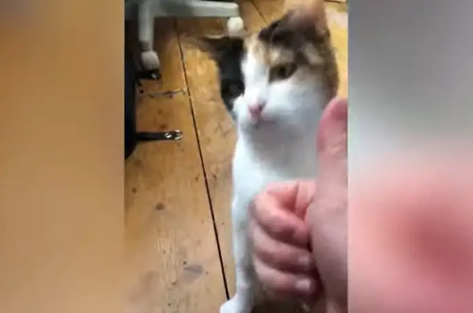 Kafka, la gata sorda que entiende la lengua de signos