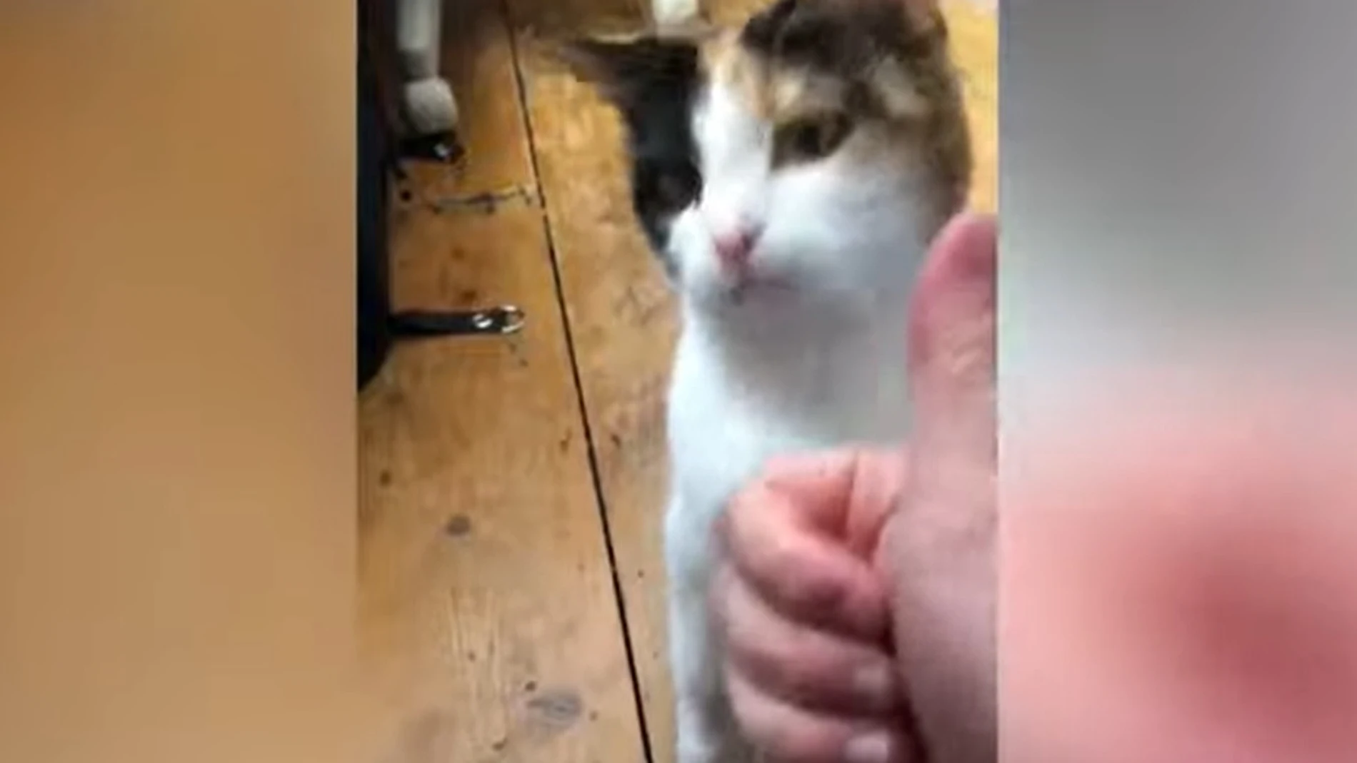 Kafka, la gata sorda que ha aprendido lenguaje de signos