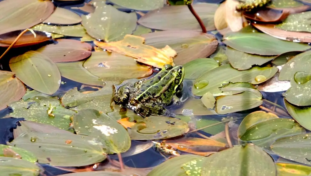 Una rana en el Lago Meirama, en el valle de As Encobras, Cerceda (A Coruña).