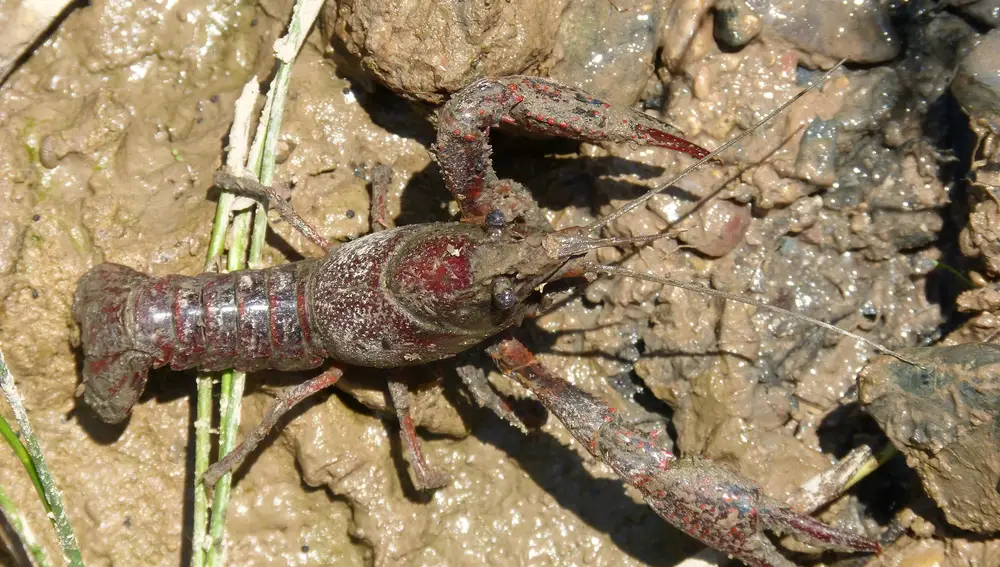 Cangrejo de río americano.