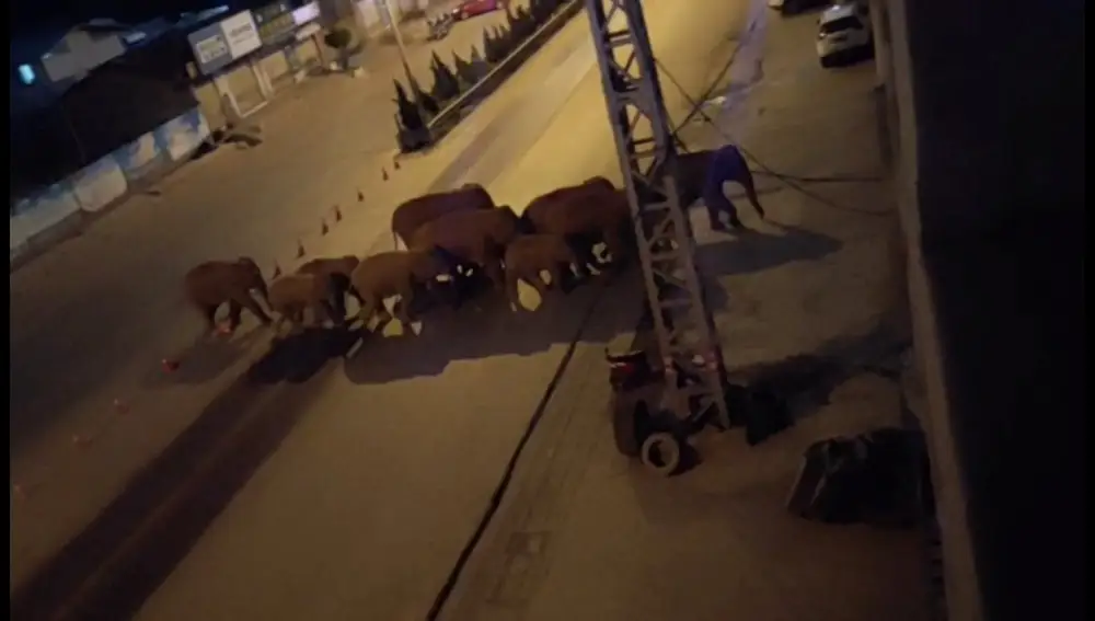 La manada de elefantes cruza la ciudad de Eshan a finales de mayo / Reuters