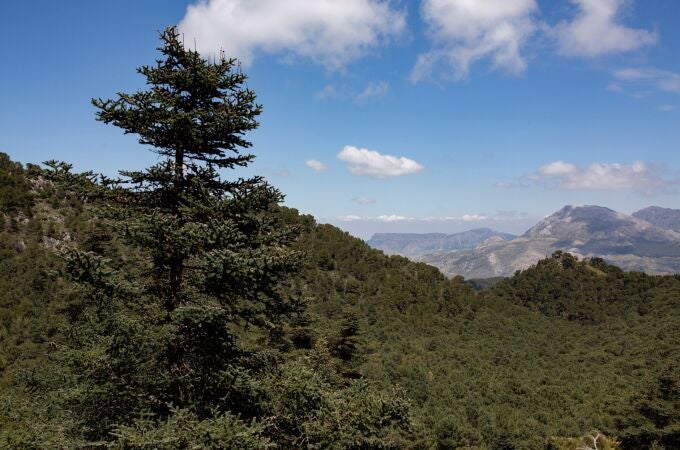 Vista de una de las áreas del recién declarado Parque Nacional Sierra de las Nieves en Yunquera, Málaga