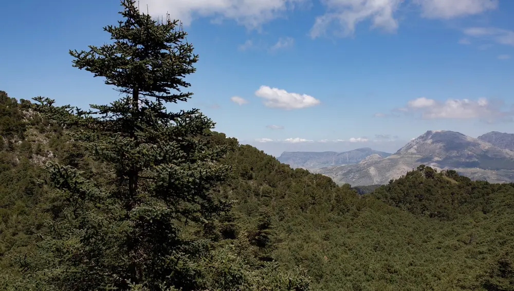 Vista de una de las áreas del recién declarado Parque Nacional Sierra de las Nieves en Yunquera, Málaga