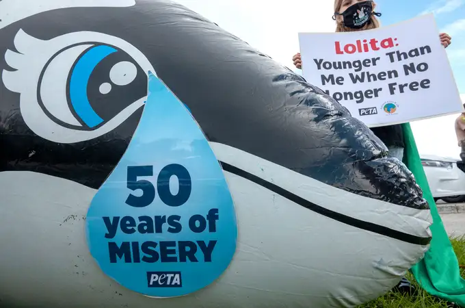 Activistas piden la liberación de la orca Lolita, que lleva “atrapada” desde hace más de 50 años