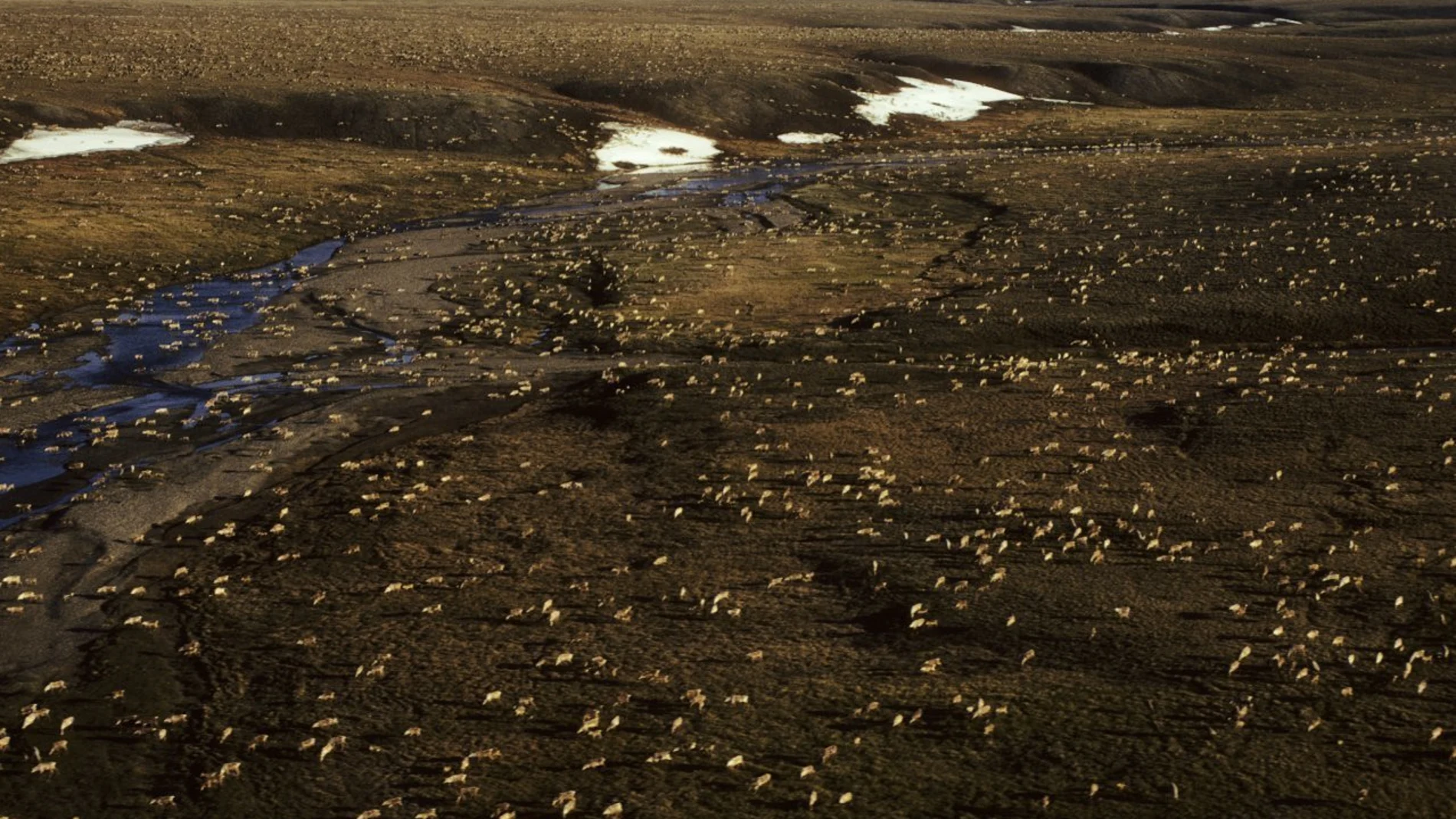 Imagen aérea del Refugio Nacional de Vida Silvestre del Ártico de Alaska