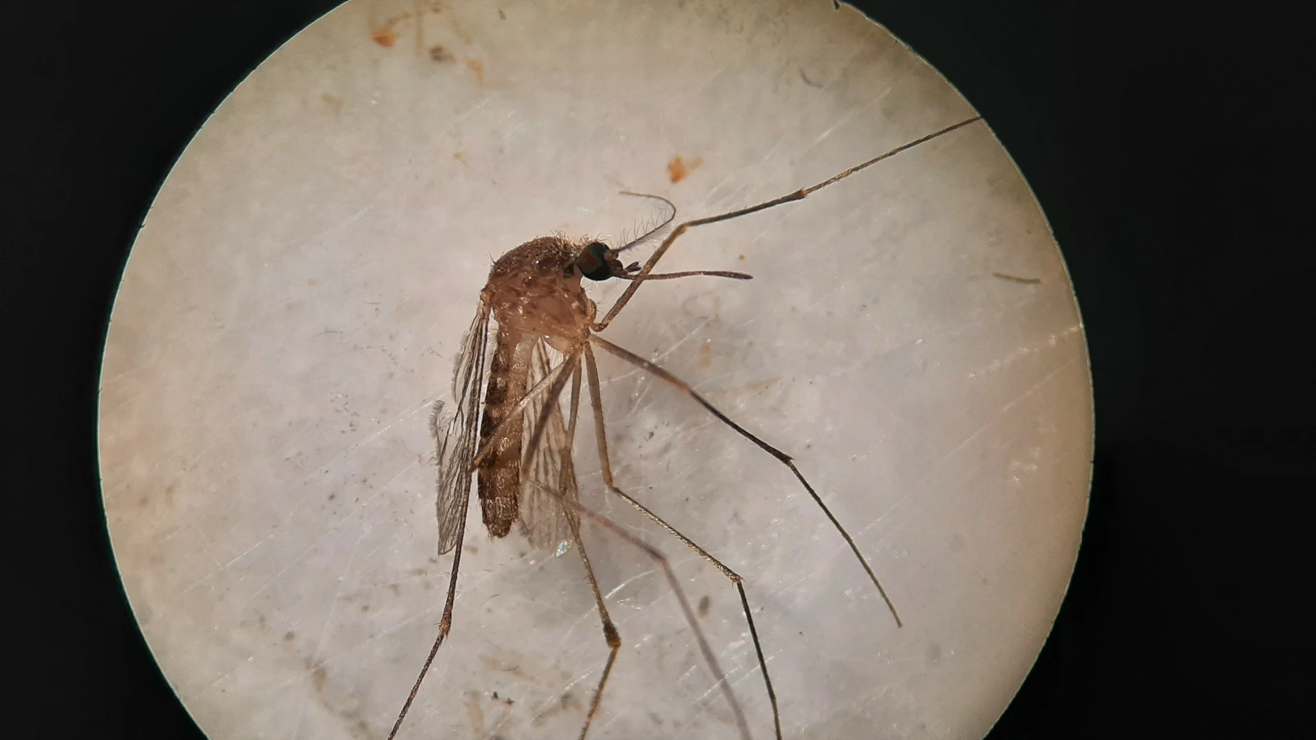 Ejemplar de Culex pipiens, una de las especies transmisoras del virus del Nilo