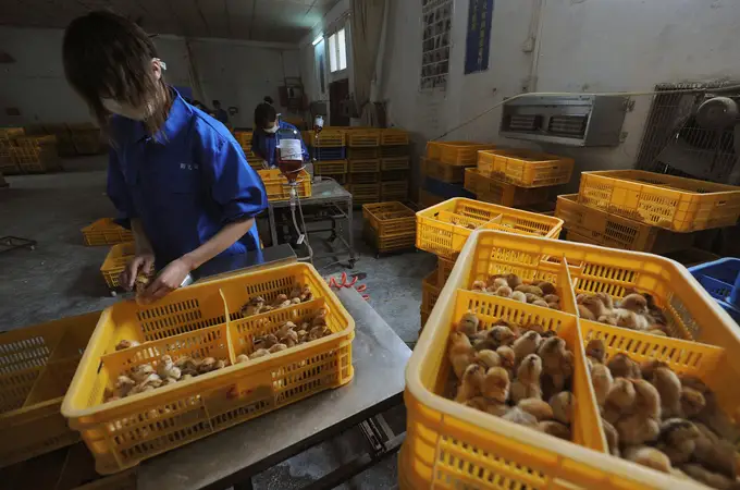 Infección en China por una mutación de la gripe aviar
