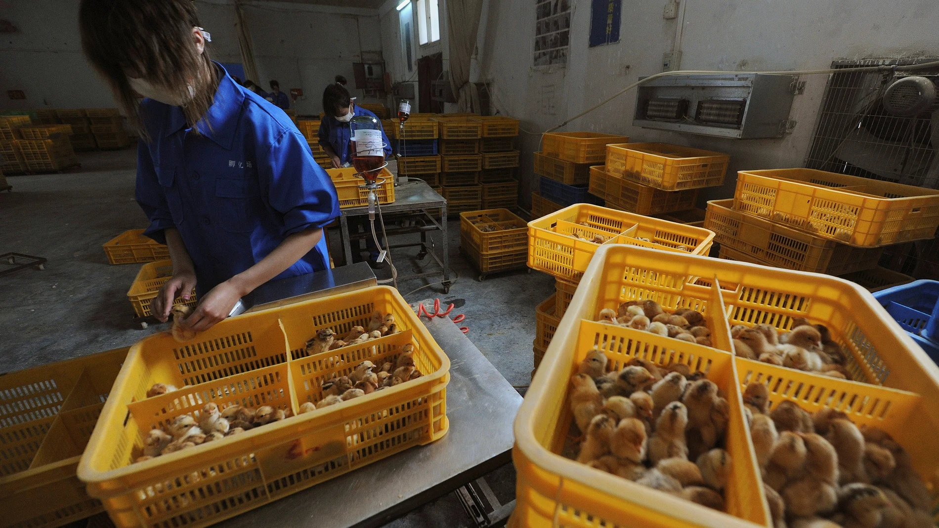 Imagen de 2013 en un mercado de pollos en Anhui, donde hubo transmisión a humanos