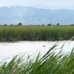 Humedales Delta del Ebro (Oliver Hernández)