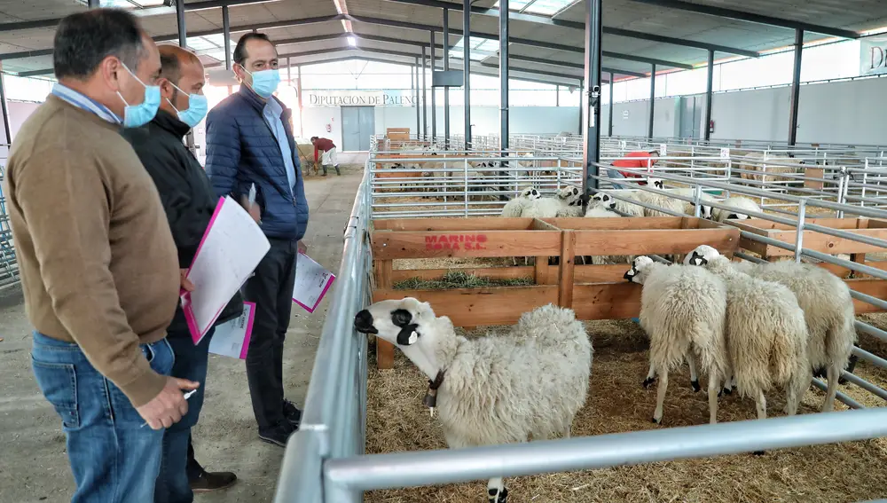 La Asociación Nacional de Criadores de Ganado Ovino de Raza Churra (ANCHE) arrancar la XXXIV edición de la Feria Nacional de Ganado Ovino Selecto de Raza Churra, "Nuestra Raza, Nuestra Feria"