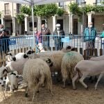 La Asociación Nacional de Criadores de Ganado Ovino de Raza Churra (ANCHE) arranca la XXXIV edición de la Feria Nacional de Ganado Ovino Selecto de Raza Churra, "Nuestra Raza, Nuestra Feria"
