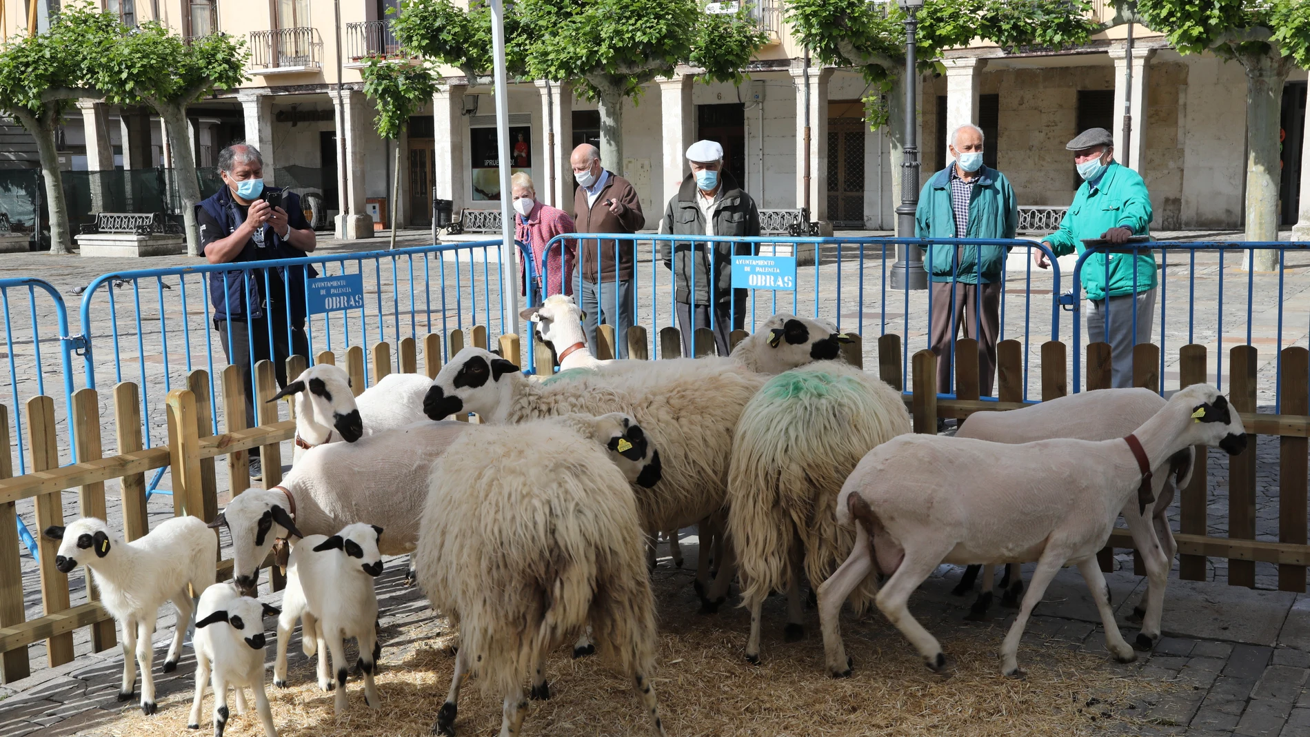 La Asociación Nacional de Criadores de Ganado Ovino de Raza Churra (ANCHE) arranca la XXXIV edición de la Feria Nacional de Ganado Ovino Selecto de Raza Churra, "Nuestra Raza, Nuestra Feria"