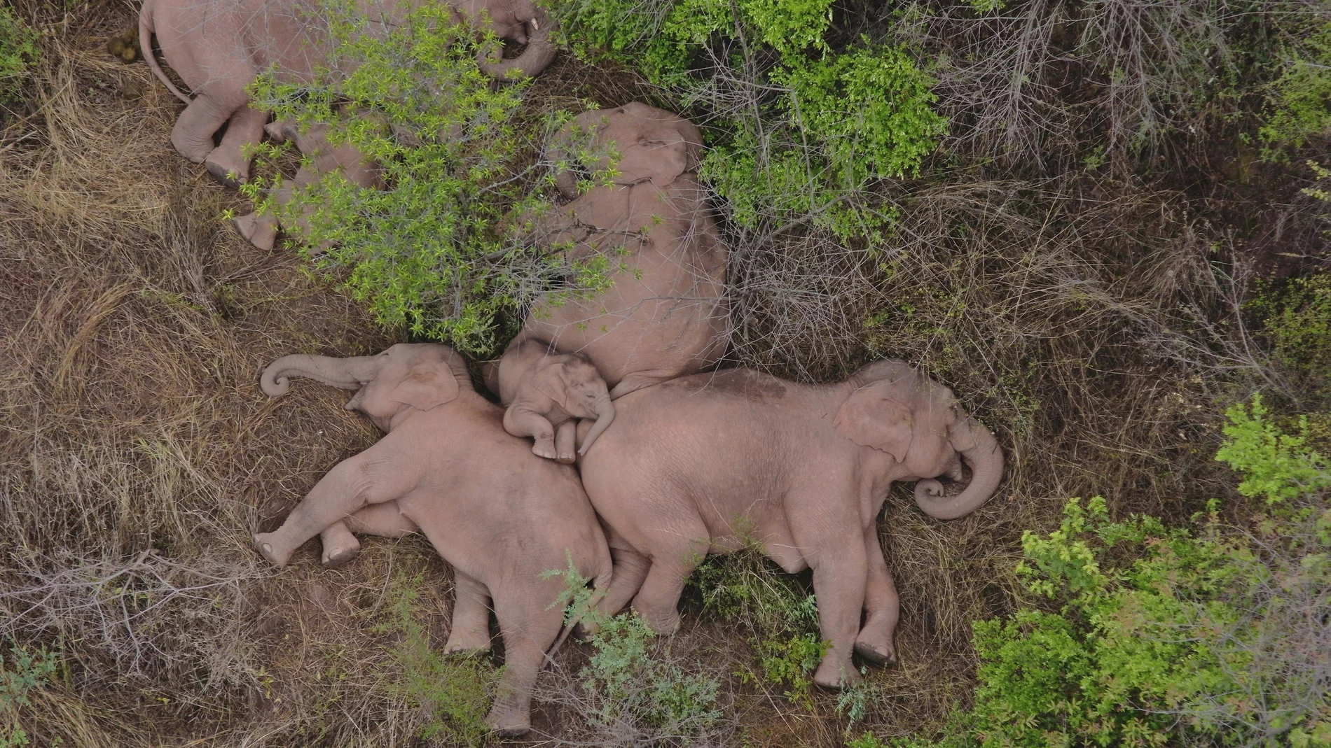 La familia de elefantes descansa en el claro de un bosque en Jinning (China) después de 500 kilómetros de travesía durante el último año