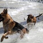 Dos perros juegan dentro de una fuente de la zona de Madrid Río