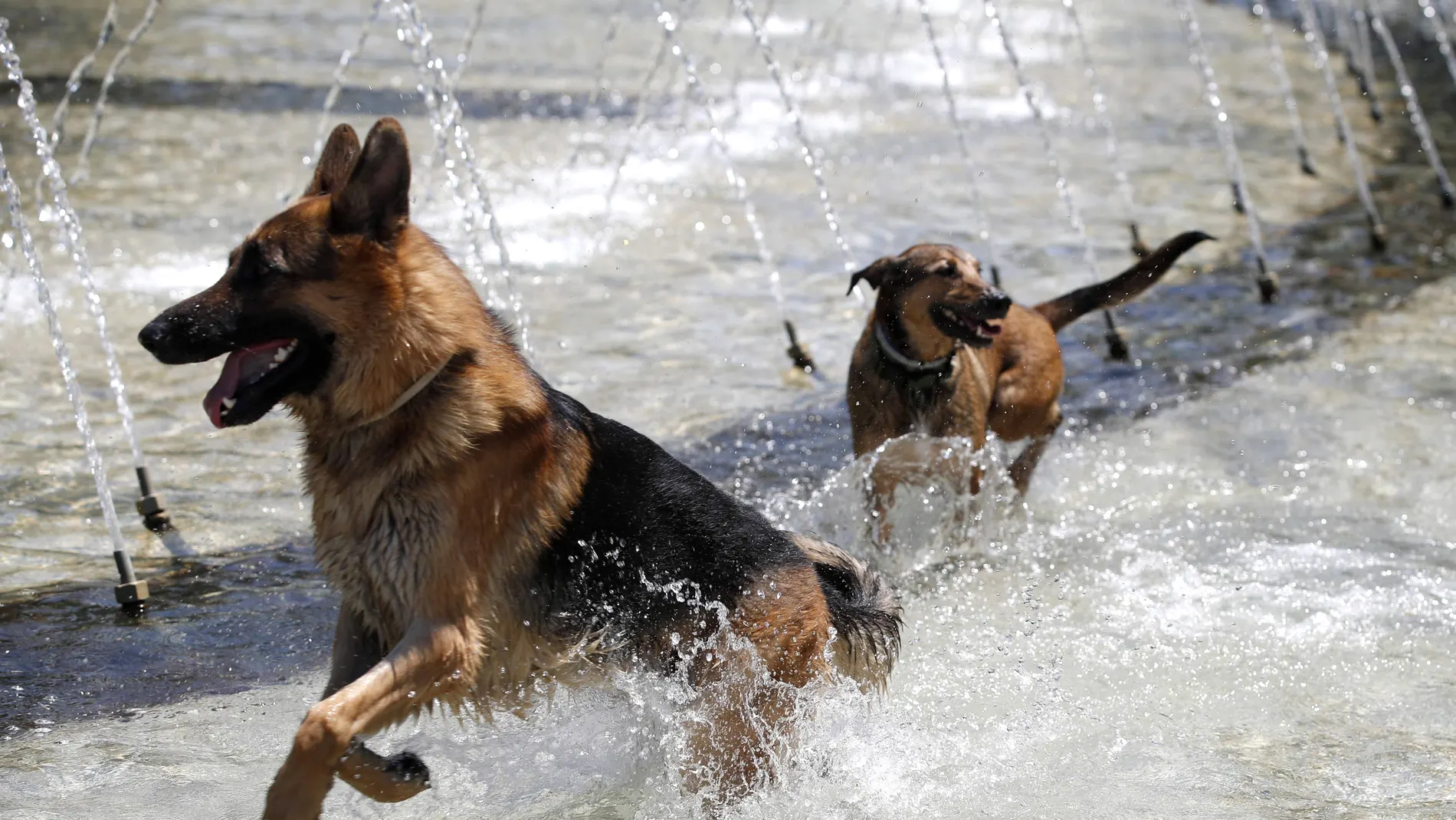 Dos perros juegan dentro de una fuente de la zona de Madrid Río