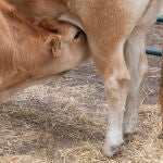 Un ternero mama de su madre, durante una muestra de ganado