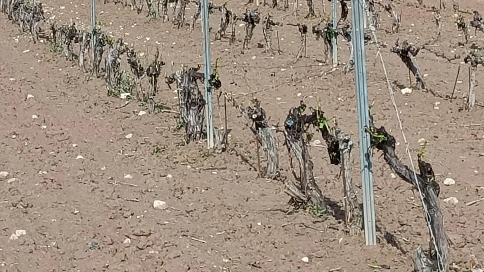 Viñedos destrizados por el granizo en Piñel de Abajo (Valladolid)