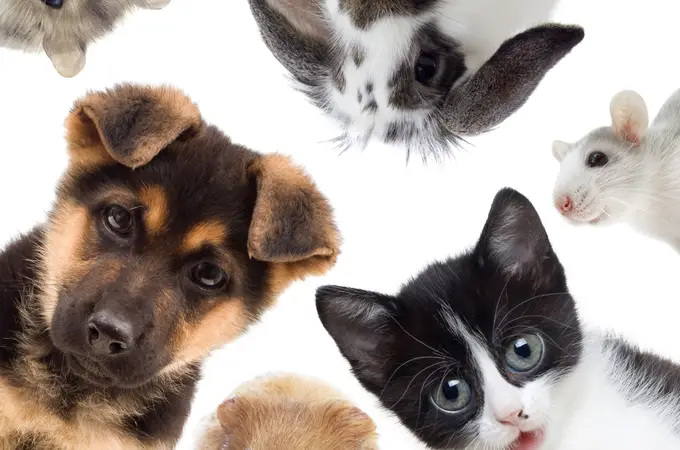Adiós a los hámsters: las 15 populares mascotas que ya no podrás tener en casa con la nueva Ley Animal 