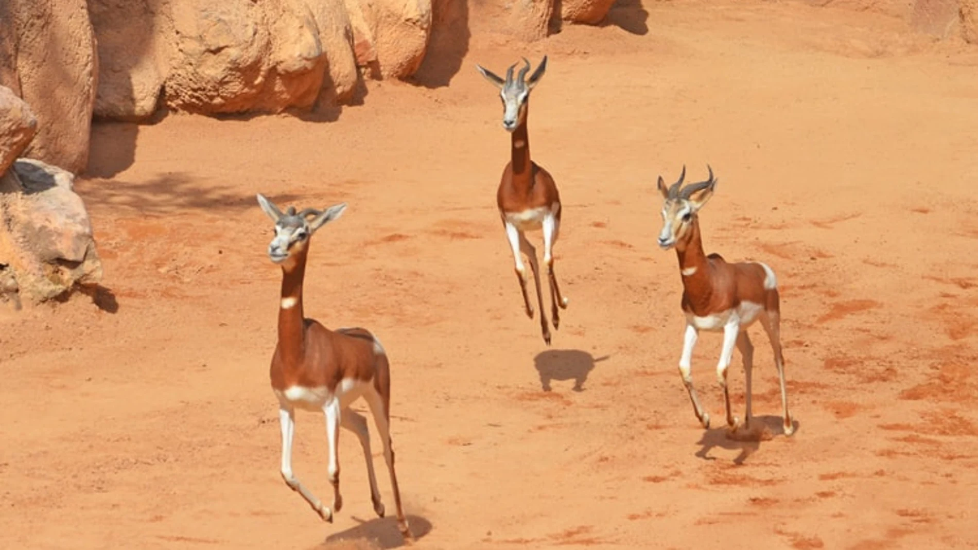 Nace en Bioparc una gacela de una especie en peligro crítico de extinción