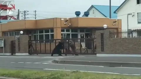 Un oso intenta saltar una valle de una ase militar de Japón